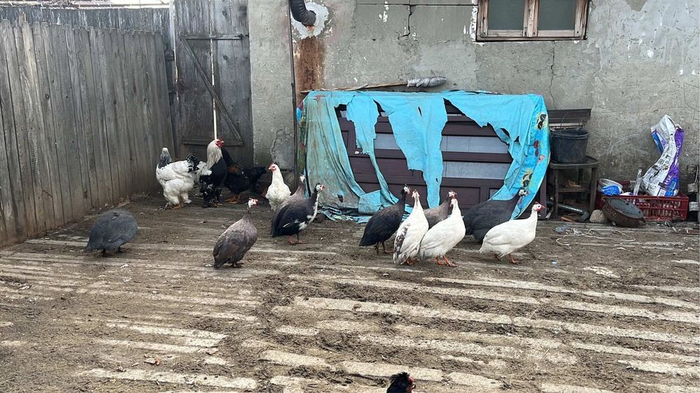 Disponibili cocosi si bibilici