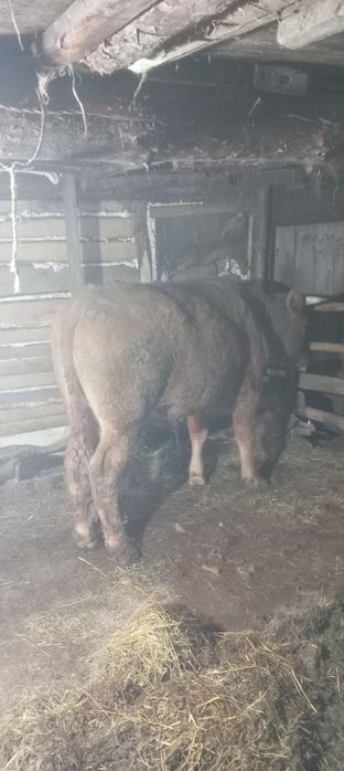 Продам Быка . стоит на откорме