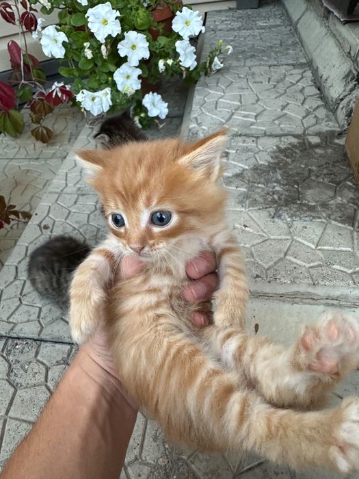 Продаются котята