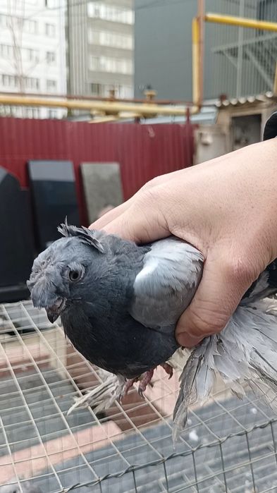 Голуби ронтовые молодежь