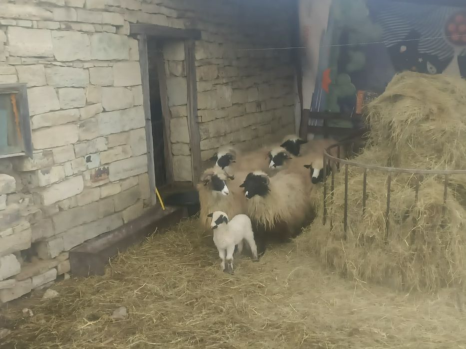 Vând şase cârlani