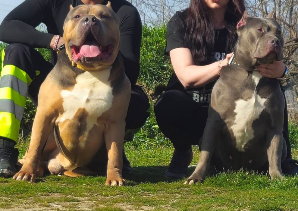 Американско Були Хл American bully Xl ABKC