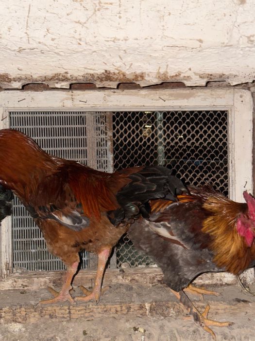 Кораздар сатылады 7еу