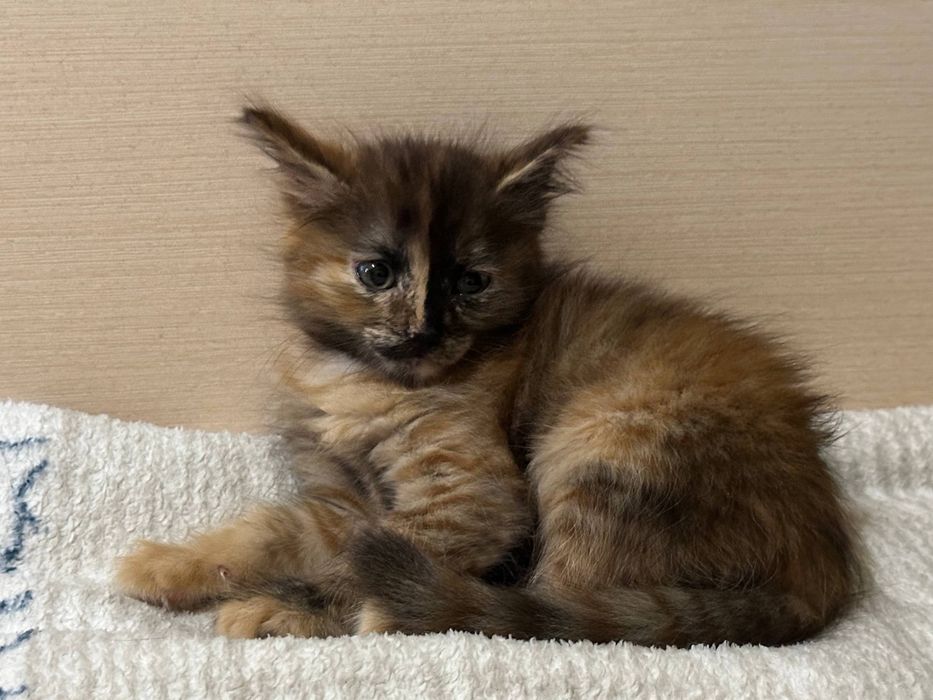 котенок девочка 1 месяц