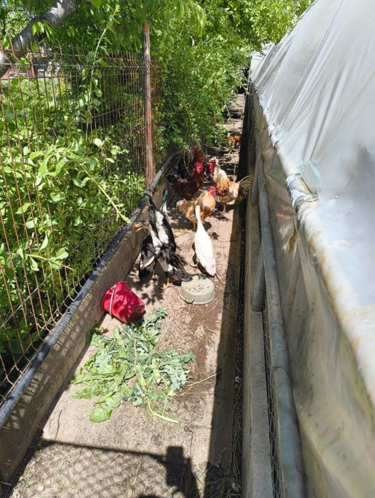 Rate alergatoare indiene vand 5 ratoi alergatoare indiene