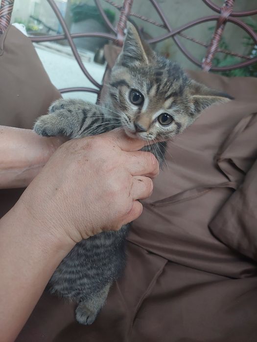Отдаём котят в добрые руки