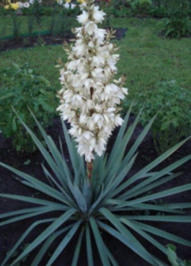 Юкка садовая ( декоративная )