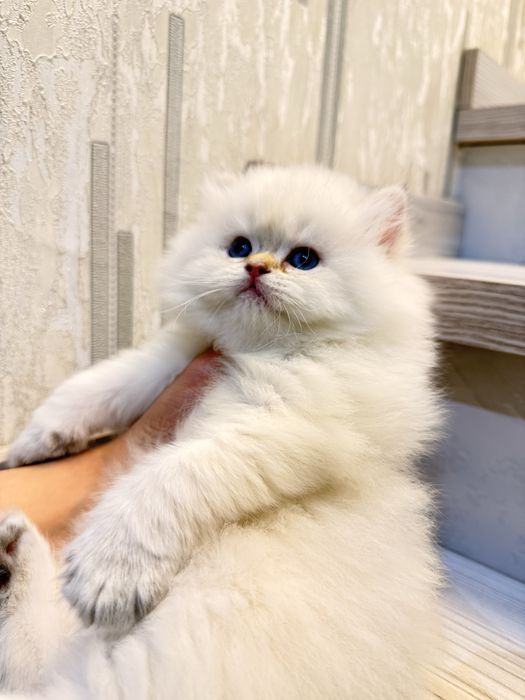 На продаже элитный мальчик