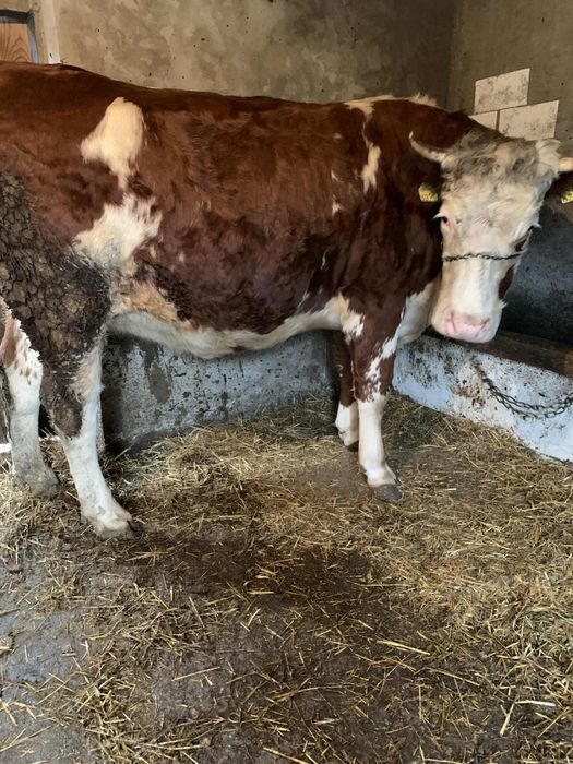 Juninca de 8 gestanta