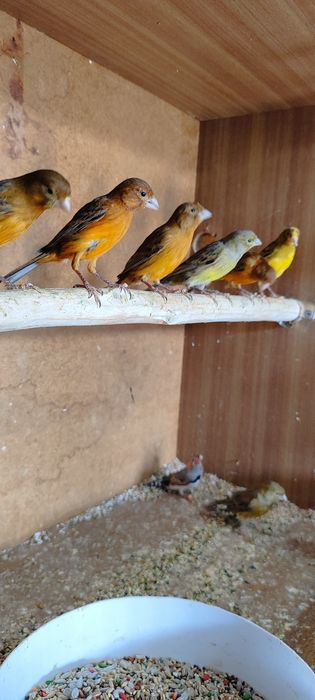 Канарейка сатылады