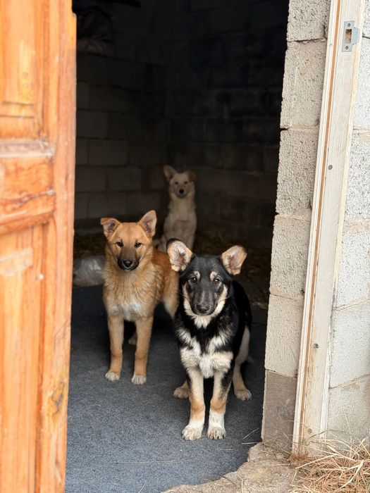 Отдадим рыженькую красивую девочку