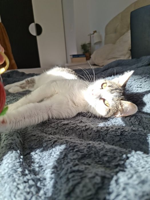 Котенце- момиченце на 4 месеца търси дом