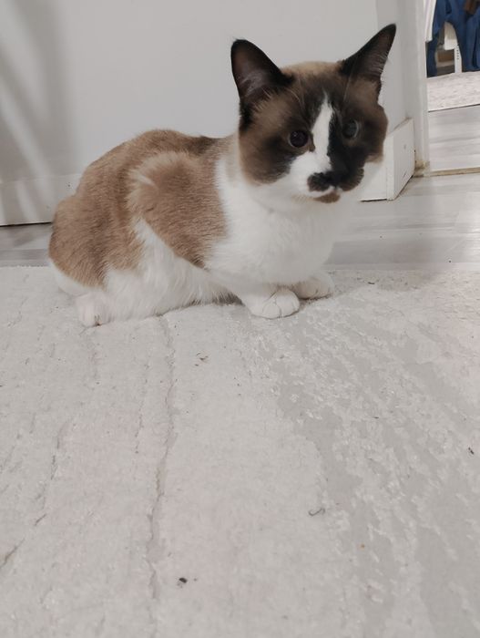 Отдам в хорошие руки)