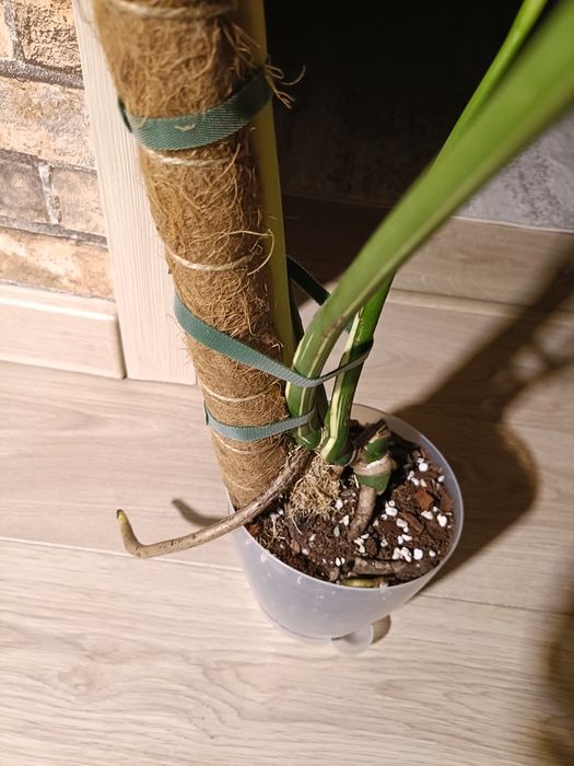 Монстера тайское созвездие