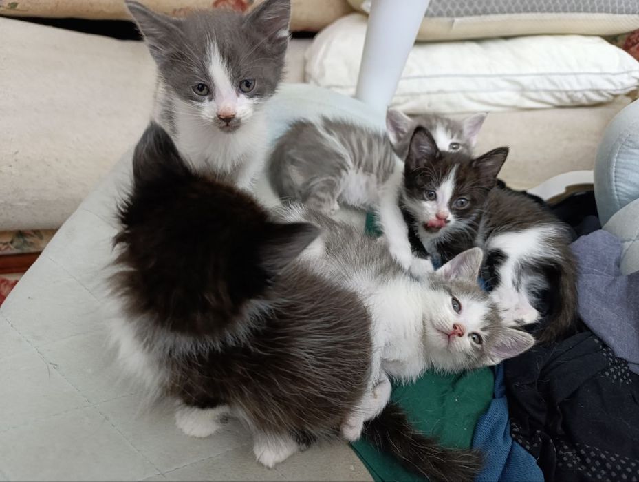 Отдам даром даром катят