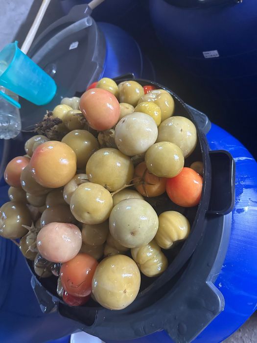 Varză,gogonele, castraveți