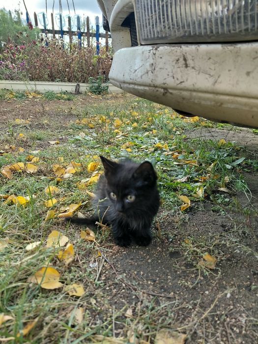 Отдам котёнка в добрые руки