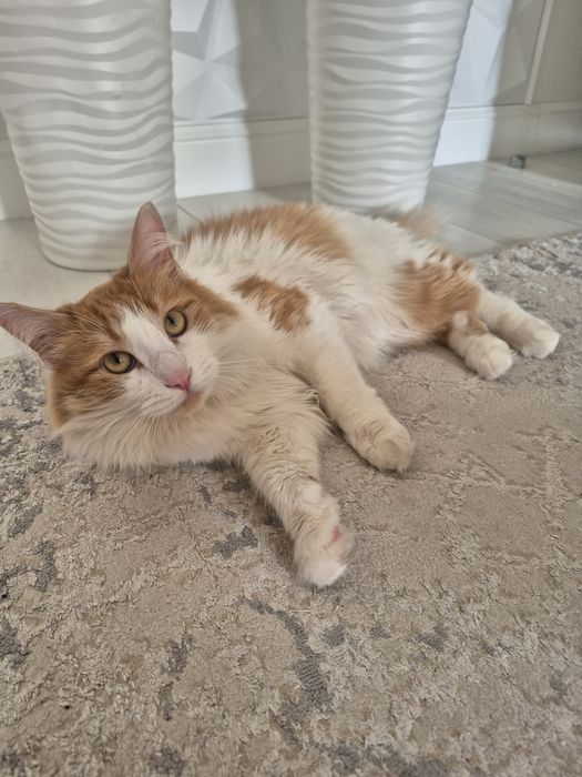 Отдам в добрые руки кота