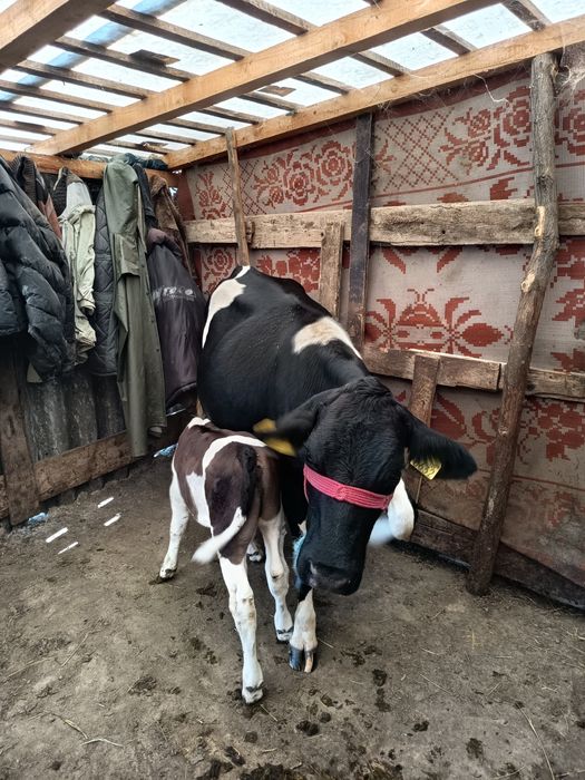 Desființez ferma Vaci , avem si Vaci cu Lapte Vitele,Tauri