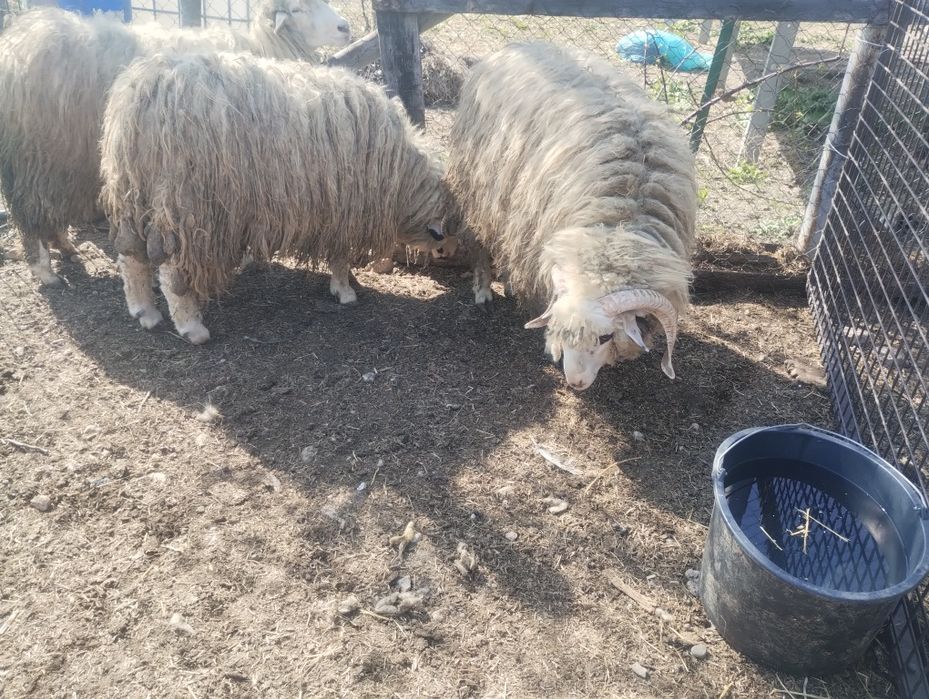 Berbeci de anul trecut