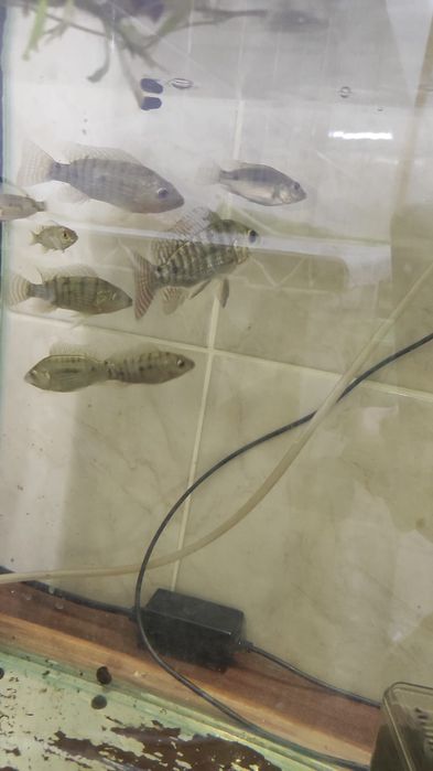 Тиляпия род цихлид