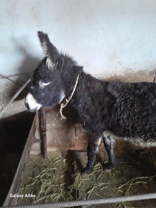 Продам ишака 2 года
