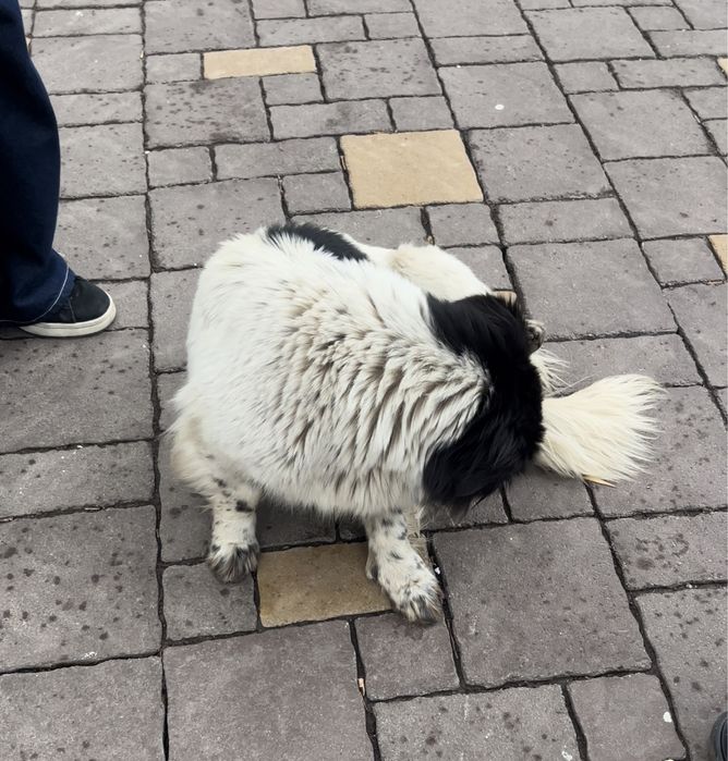 Потерянная собака