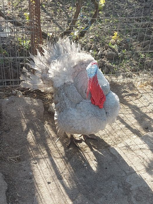 Vând curcă și curcani