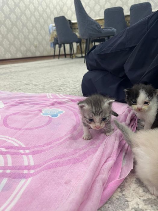 Котята Рэгдолл! Возраст 4 недели, всего .