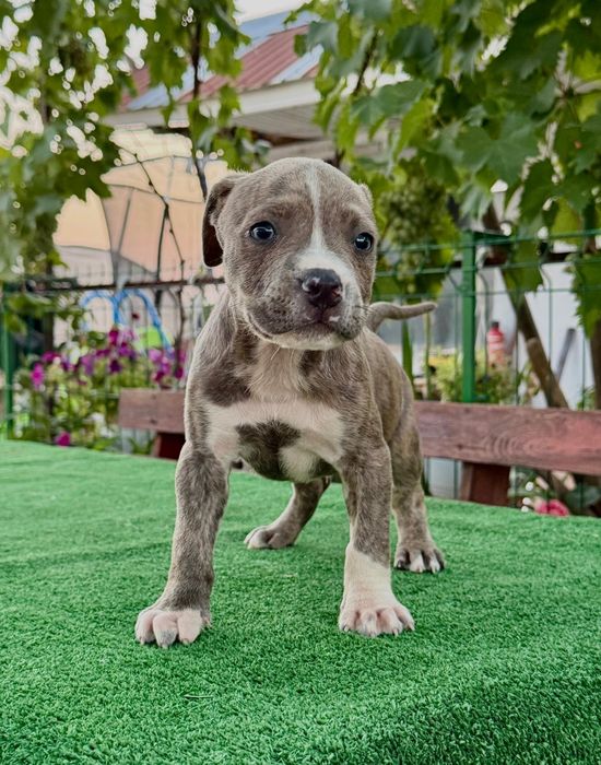 Mascul   amstaff
