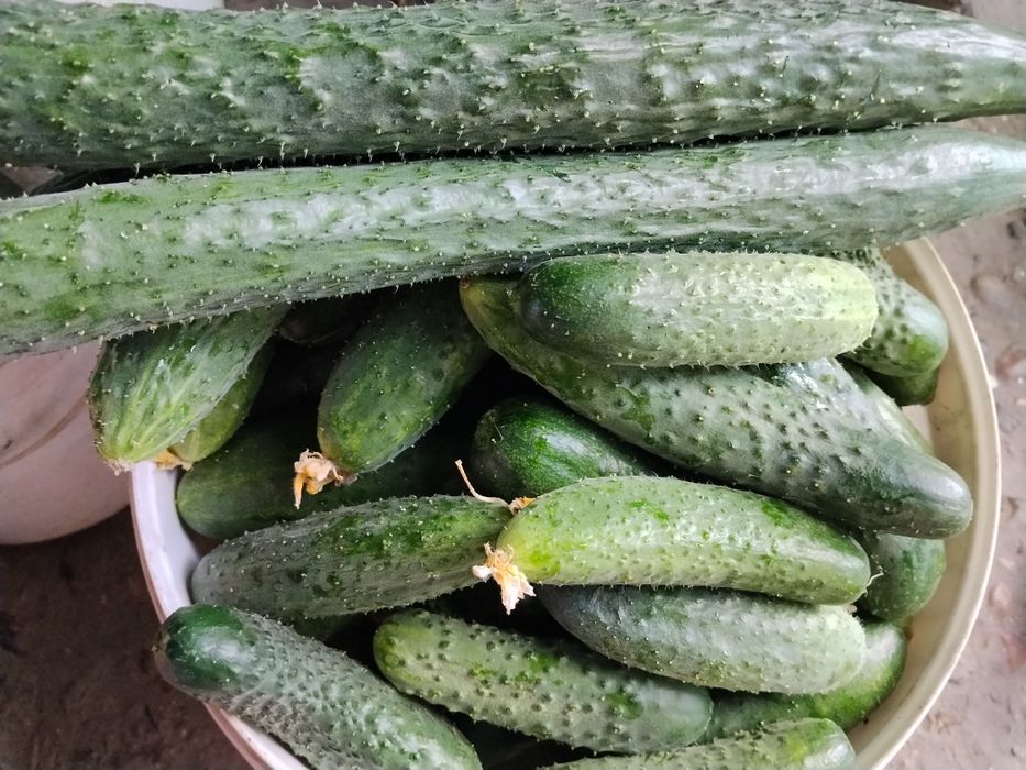 Продам домашнии огурцы
