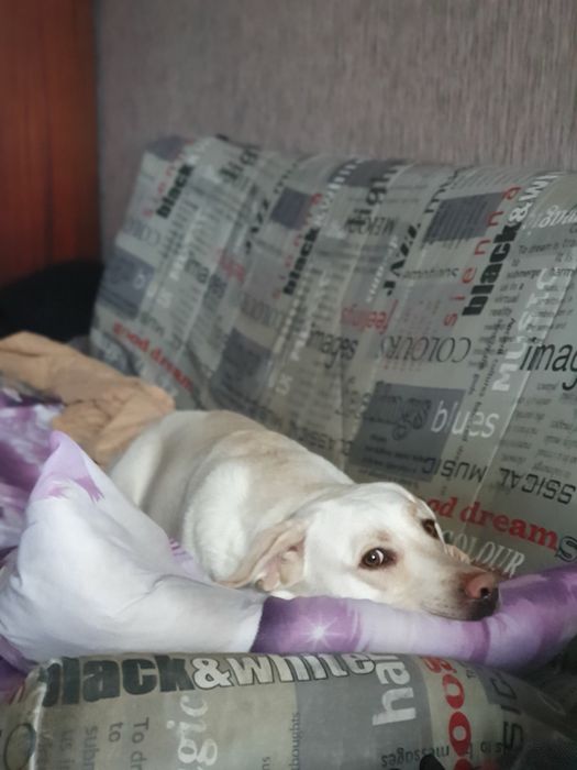 Продам диван раскладной б/у дешево