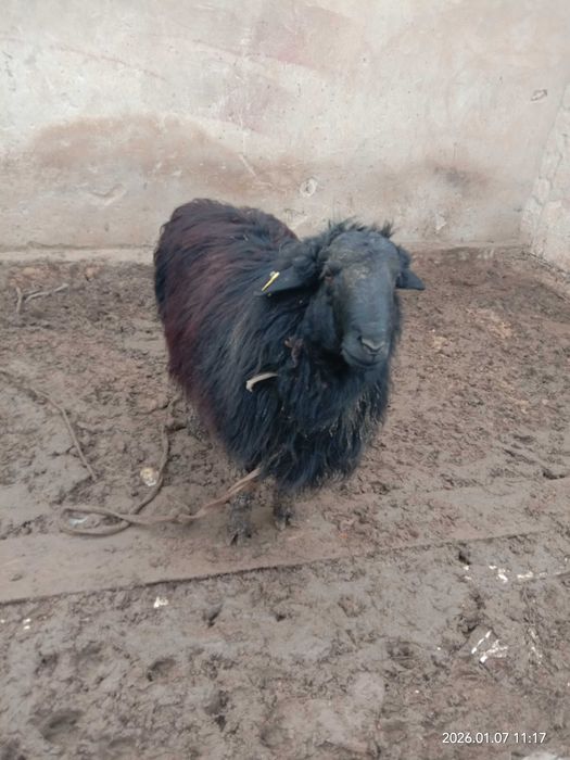 Семіз жас қошқар сатЫлады