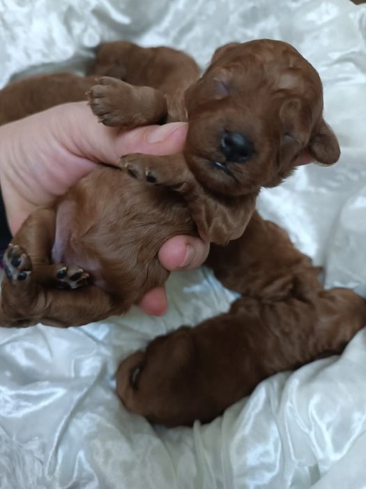 Той Пудель Ред Браун