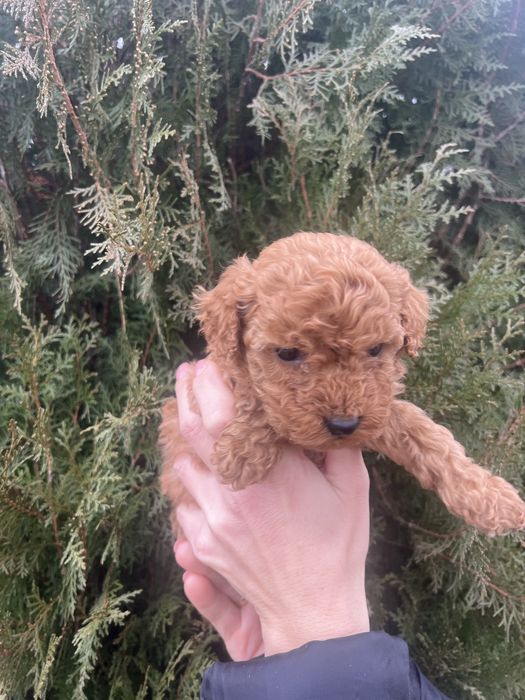 Мини пудел мини пудел