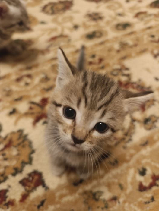 Отдам котенка в добрые руки