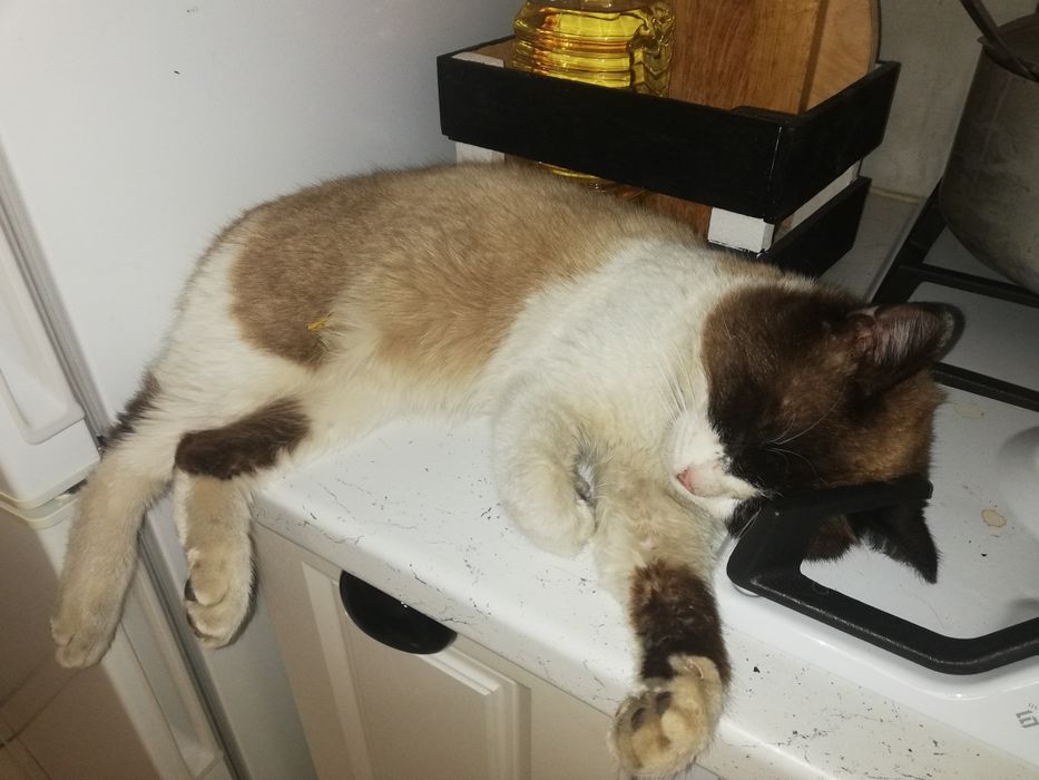 Пропал наш любимец