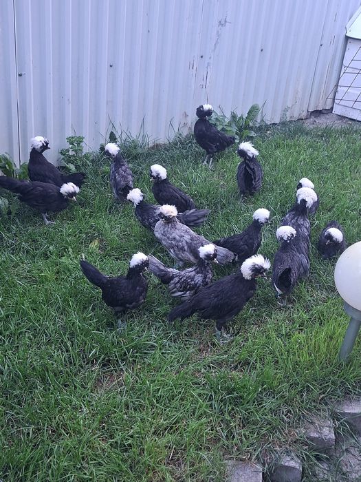 Pui motata olandeza 2026