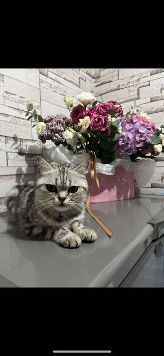 Продам котенка шотландская
