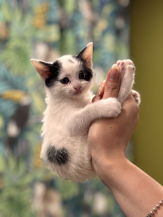 Кошечка ищет семью