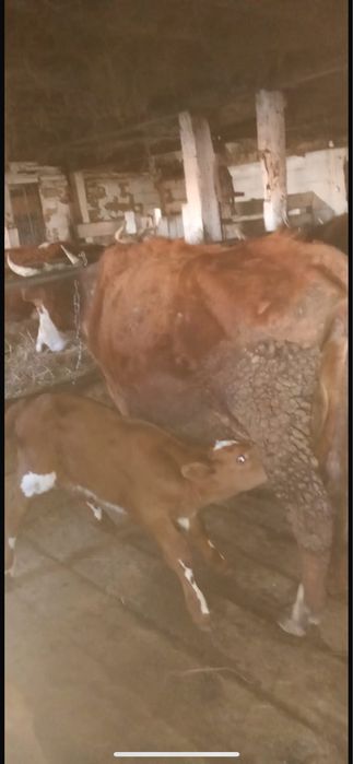 Сйырлар сатылады