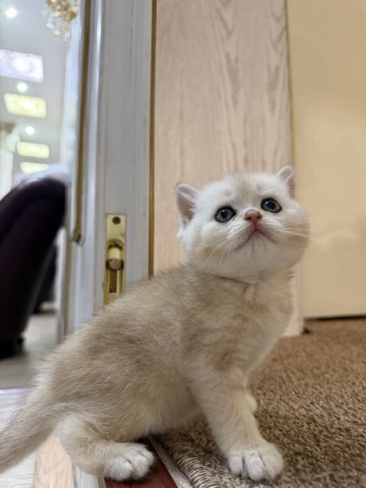 Британские кошки серебро и золото окраса