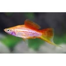 Xipho ananas - maturi