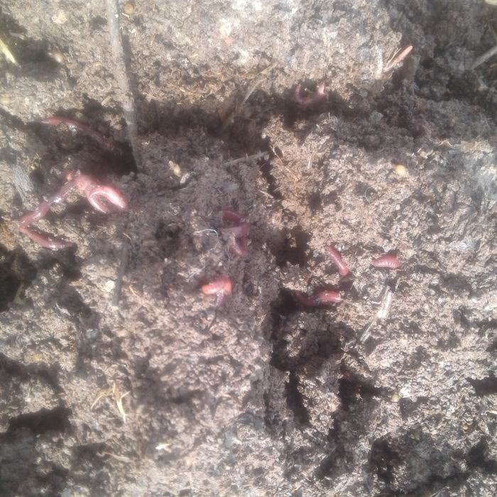 Калифорня чувалчанги сотилади