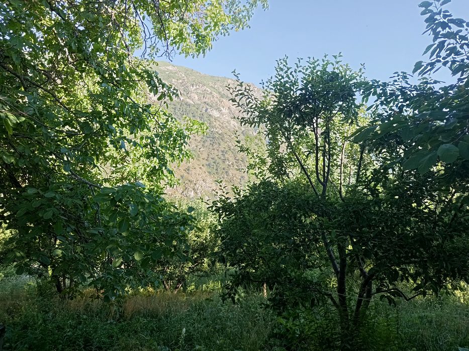 Участка сотилады