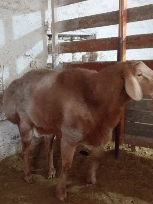 80линали арашан қўчқор сотилади. Нархи 12 млн