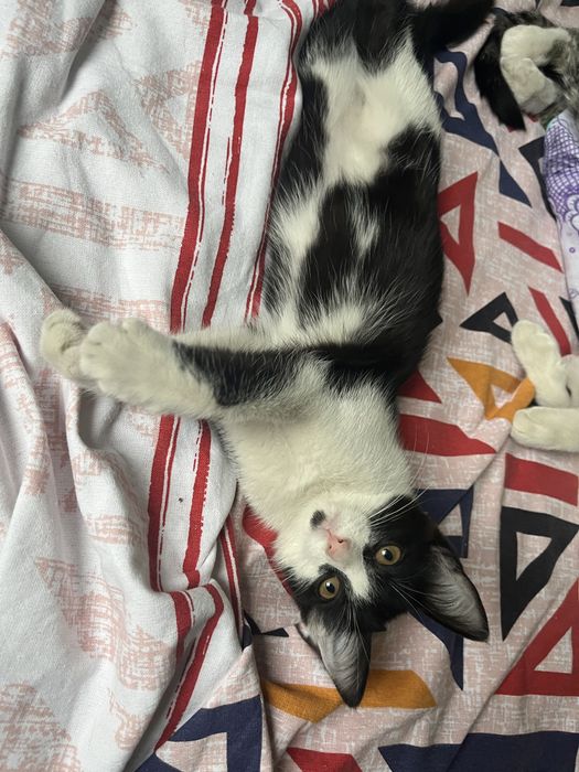 Отдам котят в добрык руки