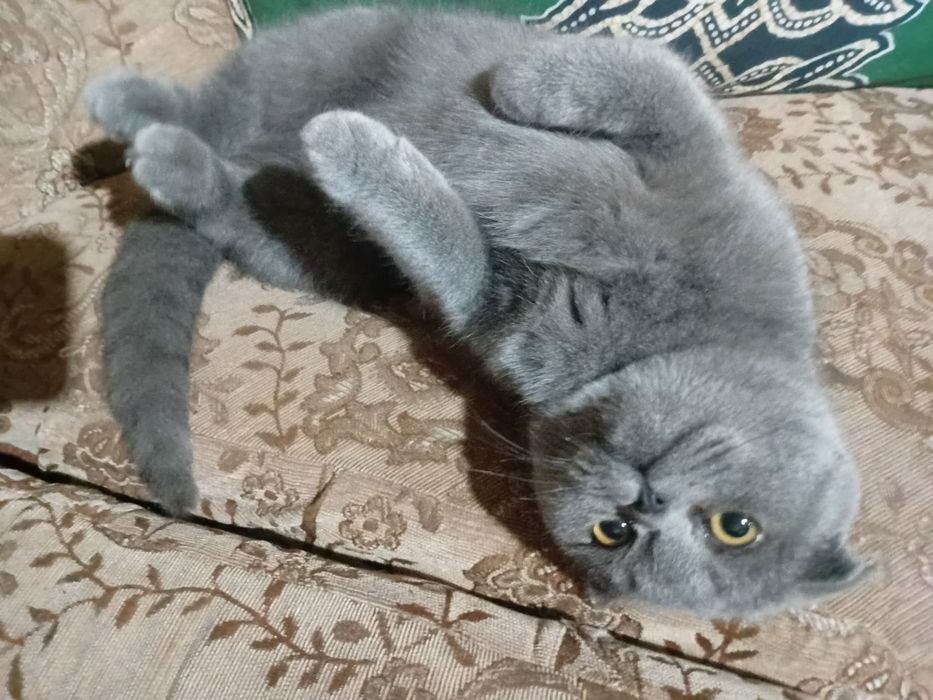 Scottish fold garantiya beriladi