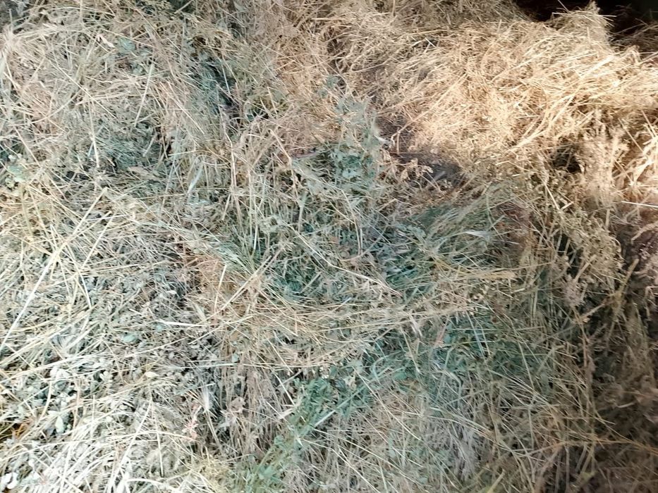 Шөп. Жоңышқа. Баудың шөбі