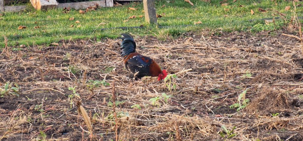 Vand cocosi americani